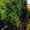 Jardintropic Bambous | - Fargesia obélisque (murielae x nitida) (bambou non traçant) pot 10 litres - 100/150cm - 6/10 cannes
