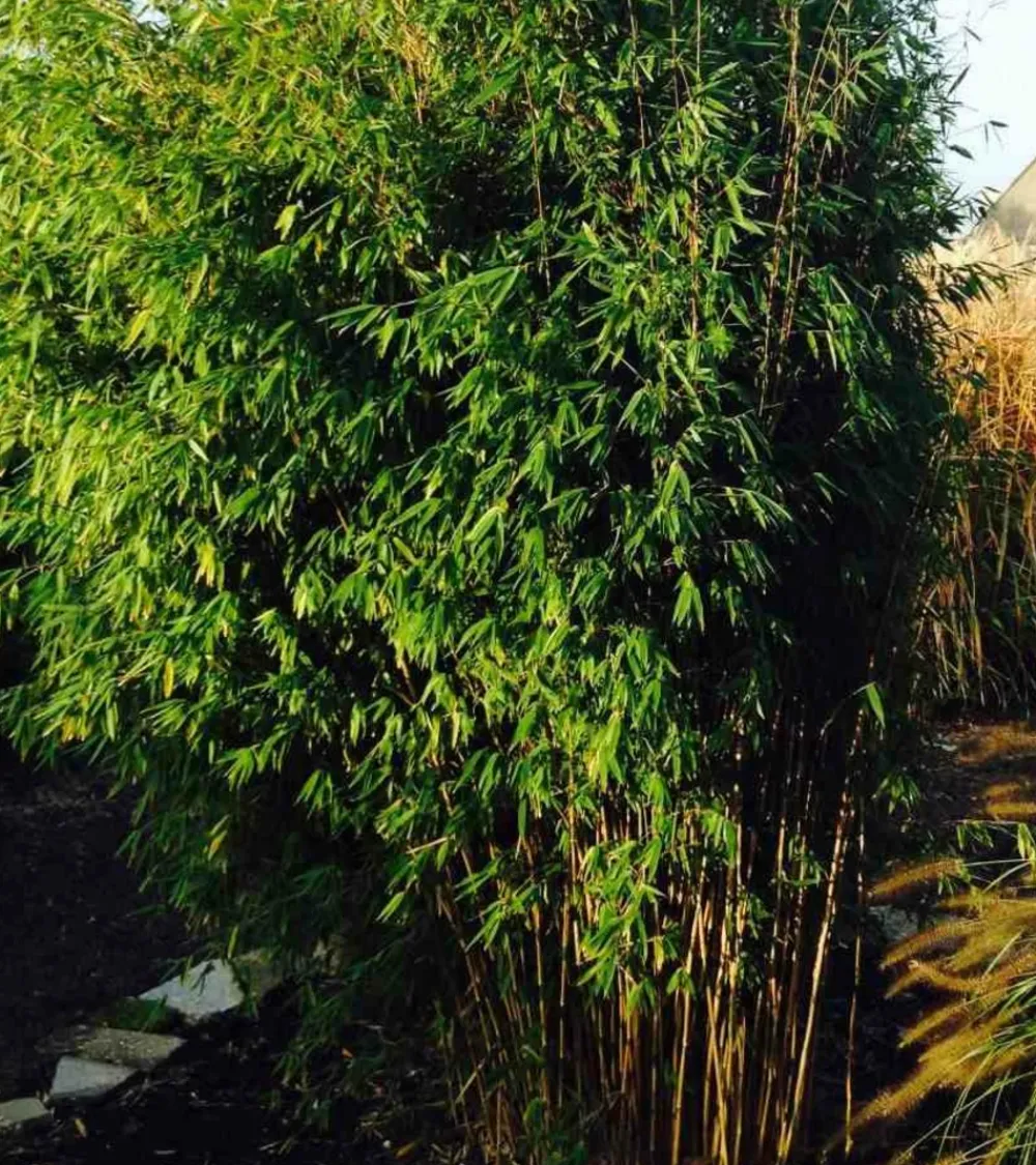 Jardintropic Bambous | - Fargesia obélisque (murielae x nitida) (bambou non traçant) pot 10 litres - 100/150cm - 6/10 cannes