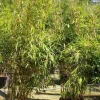 Jardintropic Bambous | - Fargesia robusta ?pingwu? (bambou non traçant) pot 10 litres - 80/100cm - 8/12 cannes
