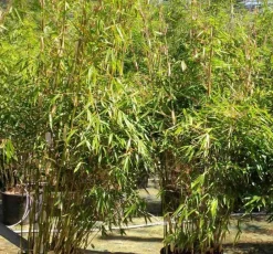 Jardintropic Bambous | - Fargesia robusta ?pingwu? (bambou non traçant) pot 10 litres - 80/100cm - 8/12 cannes