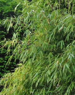Jardintropic - Fargesia "rufa" (bambou non traçant) pot 15 litres - 80/100cm - 15/20 cannes New