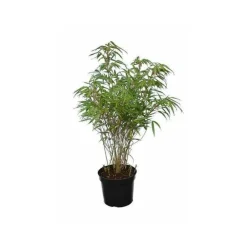 Jardintropic - Fargesia "rufa" (bambou non traçant) pot 15 litres - 100/125cm - 20/30 cannes Outlet