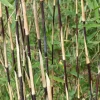 Jardintropic Bambous | - Fargesia sp jiuzhaigou deep purple (bambou non traçant) pot 30 litres - 150/200cm - 12/20 cannes