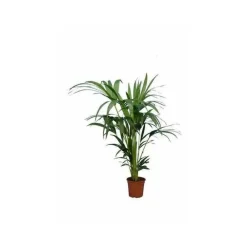 Jardintropic Palmiers D’Intérieur | - Howea forsteriana (kentia) pot de 15 litres ? 160/180 cm