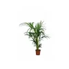Jardintropic Palmiers D’Intérieur | - Howea forsteriana (kentia) pot de 25l - 200-225cm