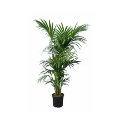 Jardintropic Palmiers D’Intérieur | - Howea forsteriana (kentia) pot de 25l - 200-225cm
