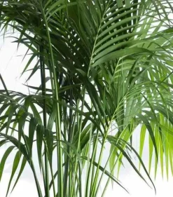 Jardintropic Palmiers D’Intérieur | - Howea forsteriana (kentia) pot de 25l - 200-225cm