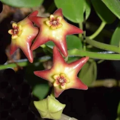 Jardintropic Plantes Fleuries | - Hoya cv. Optimistic (fleur de porcelaine, fleur de cire) taille pot de 2 litres - 20/40 cm - jaune et rouge