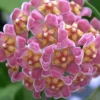 Jardintropic - Hoya davidcummingii (fleur de porcelaine, fleur de cire) rose - taille pot de 2 litres - 20/40 cm Outlet