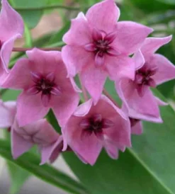 Jardintropic - Hoya dennisii (fleur de porcelaine, fleur de cire) rose - taille pot de 2 litres - 20/40 cm Online