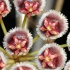 Jardintropic Plantes Fleuries | - Hoya isabelchanae (fleur de porcelaine, fleur de cire) rouge - taille pot de 2 litres - 20/40 cm