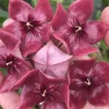 Jardintropic - Hoya megalaster (fleur de porcelaine, fleur de cire) taille pot de 2 litres - 20/40 cm - violet New