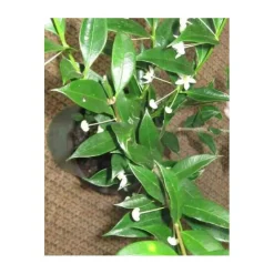 Jardintropic - Hoya odorata (fleur de porcelaine, fleur de cire) blanc - taille pot de 2 litres - 20/40 cm Best