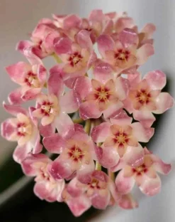 Jardintropic Plantes Fleuries | - Hoya scortechinii (fleur de porcelaine, fleur de cire) rose - taille pot de 2 litres - 20/40 cm