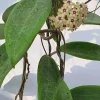 Jardintropic Plantes Fleuries | - Hoya sp. Bulusan (fleur de porcelaine, fleur de cire) jaune - taille pot de 2 litres - 20/40 cm