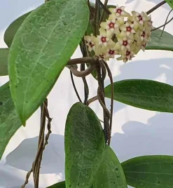 Jardintropic Plantes Fleuries | - Hoya sp. Bulusan (fleur de porcelaine, fleur de cire) jaune - taille pot de 2 litres - 20/40 cm