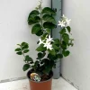 Jardintropic Plantes Grimpantes | - Jasminum sambac (jasmin d'arabie) pot de 2 litres ? 40/60 cm
