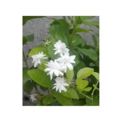 Jardintropic Plantes Grimpantes | - Jasminum sambac (jasmin d'arabie) pot de 2 litres ? 40/60 cm