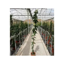 Jardintropic Plantes Grimpantes | - Jasminum sambac (jasmin d'arabie) pot de 2 litres ? 40/60 cm
