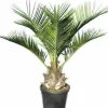Jardintropic Plantes Méditerranéennes | - Jubaea chilensis (cocotier du chili, palmier à miel, palmier à vin) spécimen pot 160l stipe de 50/60 cm hauteur 200/250cm