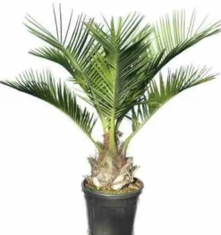 Jardintropic Plantes Méditerranéennes | - Jubaea chilensis (cocotier du chili, palmier à miel, palmier à vin) spécimen pot 160l stipe de 50/60 cm hauteur 200/250cm