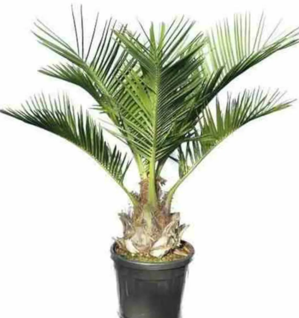 Jardintropic Plantes Méditerranéennes | - Jubaea chilensis (cocotier du chili, palmier à miel, palmier à vin) spécimen pot 160l stipe de 50/60 cm hauteur 200/250cm