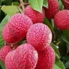 Jardintropic Plantes Méditerranéennes | - Litchi sinensis variété wai chee pot de 25l- 125/150cm