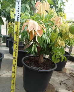 Jardintropic Plantes Méditerranéennes | - Litchi sinensis variété wai chee pot de 25l- 125/150cm