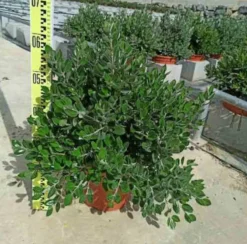 Jardintropic - Metrosideros excelsa (arbre de noël) pot de 7 litres ? 80/100 cm Hot