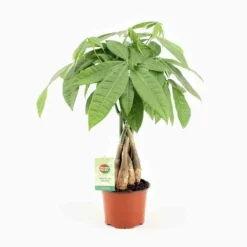 Jardintropic Palmiers D’Intérieur | - Pachira aquatica spécimen (noix de malabar, châtaignier de guyane, cacaoyer-rivière) pot de 15l 190/210cm