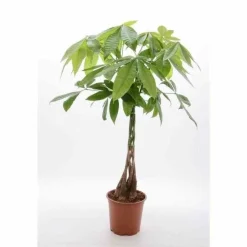 Jardintropic Palmiers D’Intérieur | - Pachira aquatica (noix de malabar, châtaignier de guyane, cacaoyer-rivière) pot de 15 litres ? 170/190 cm