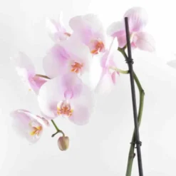 Jardintropic - Phalaenopsis hybride rose clair (orchidée papillon) pot de 2 litres - 60/80 cm New