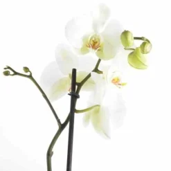 Jardintropic - Phalaenopsis hybride blanche (orchidée papillon) pot de 2 litres - 60/80 cm Discount