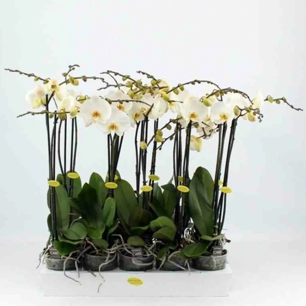 Jardintropic - Phalaenopsis hybride blanche (orchidée papillon) pot de 2 litres - 60/80 cm Discount