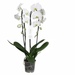 Jardintropic Orchidées | - Phalaenopsis hybride tsarine blanche (orchidée papillon) pot de 2 litres - 60/80 cm