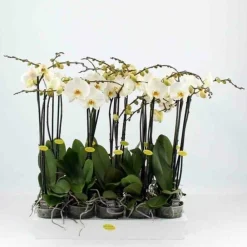 Jardintropic Orchidées | - Phalaenopsis hybride blanche (orchidée papillon) pot de 1 litre - 60/70 cm