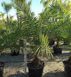 Jardintropic Plantes Méditerranéennes | - Phoenix canariensis (dattier des canaris) pot de 15 litres ? 140/160 cm