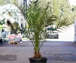 Jardintropic Plantes Méditerranéennes | - Phoenix dactylifera (véritable dattier) pot de 110l 230/270cm