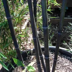 Jardintropic - Phyllostachys nigra (bambou noir) pot de 5 litres ? 80/100 cm Online