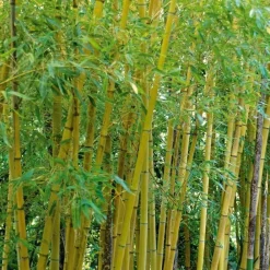 Jardintropic - Phyllostachys aurea (bambou doré) pot de 15l 190/210cm Discount