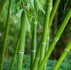 Jardintropic Bambous | - Phyllostachys bissetii pot de 15l - 150/175cm