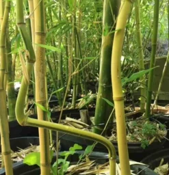 Jardintropic Bambous | - Phyllostachys nigra (bambou noir) pot de 15 litres ? 160/180 cm