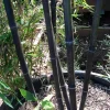 Jardintropic Bambous | - Phyllostachys bissetii pot de 5 litres - 100/120 cm