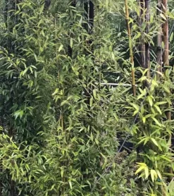Jardintropic Bambous | - Phyllostachys nigra (bambou noir) pot de 10l 100/120cm