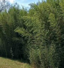 Jardintropic Bambous | - Phyllostachys bissetii pot de 2 litres - 20/60 cm