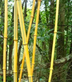 Jardintropic Bambous | - Phyllostachys aurea (bambou doré) pot de 35l - 200/220 cm