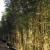 Jardintropic - Phyllostachys aureosulcata aureocaulis pot de 5 litres - 120/150 cm Clearance