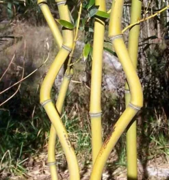 Jardintropic Bambous | - Phyllostachys aureosulcata aureocaulis pot de 2 litres - 50/70 cm