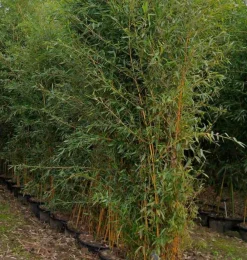Jardintropic - Phyllostachys aureosulcata aureocaulis pot de 5 litres - 120/150 cm Clearance