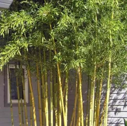 Jardintropic Bambous | - Phyllostachys aureosulcata spectabilis pot de 15 litres - 200/250cm